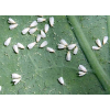 แมลงและศัตรูพืชผักไฮโดรโปนิกส์ แมลง ศัตรูพืช ศัตรูพืชผัก แมลงผักไฮโดรโปนิกส์