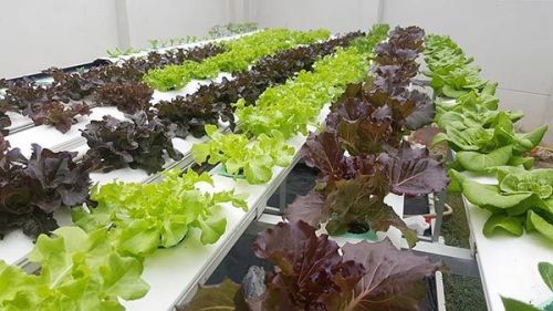 รกิจปลูกผักไฮโดรโปนิกส์ ปลูกผักไฮโดร ปลูกพืชไร้ดิน การปลูกพืชไร้ดิน อุปกรณ์ ธุรกิจ