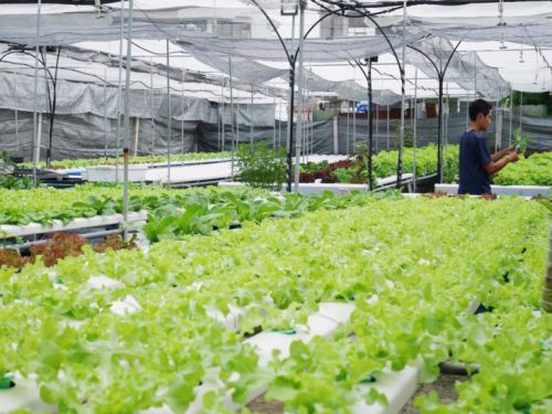 ปลูกผักไฮโดร วิธีปลูกผักไฮโดร การปลูกพืชไร้ดิน วิธีการปลูกพืชไร้ดิน ฟาร์มผักไฮโดร เรียนการปลูกผัก