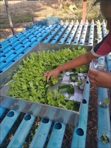 ปลูกผักไฮโดร การปลูกผักไฮโดร โรงเรียนปลูกผัก ผักไร้ดิน 