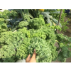 ѡ  superfood ҹ  ͧѹ